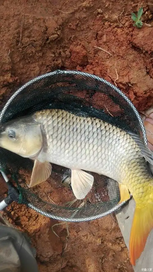 钓鱼黄金期到了 自制饵料钓鲤鱼