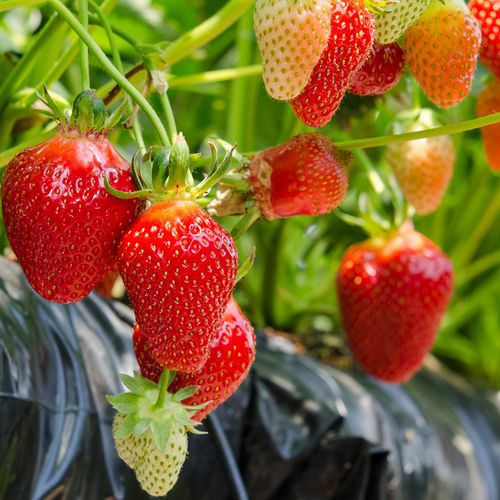 奶油草莓种子水果种籽四季种苗家庭春季秋冬季盆栽草莓种籽孑阳台