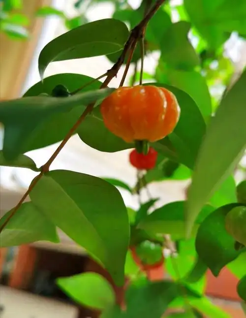 家门口的灯笼果