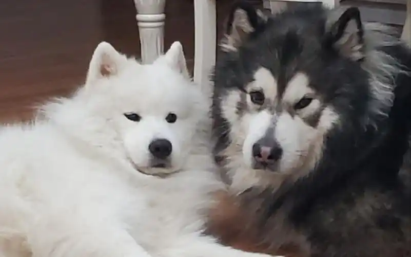 【阿拉斯加 萨摩耶】宅家太无聊?两只狗一根绳子打发宅家时光_哔哩哔