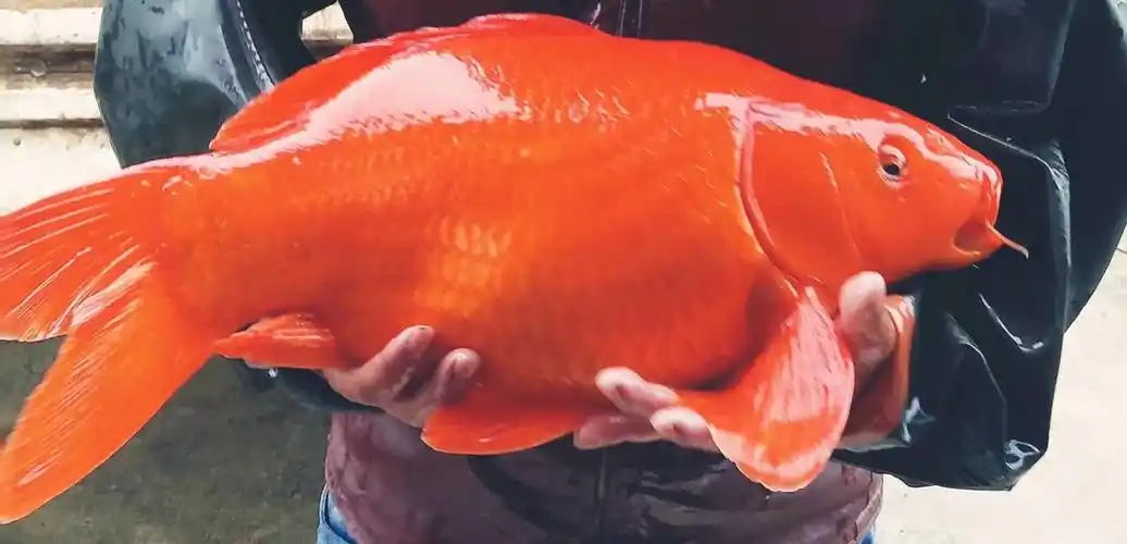 [红鲤批发]荷包红鲤鱼一斤到十斤左右一条都有价格80.