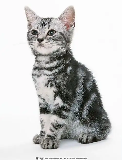 卡通情侣黑白皮肤图片_接线图分享