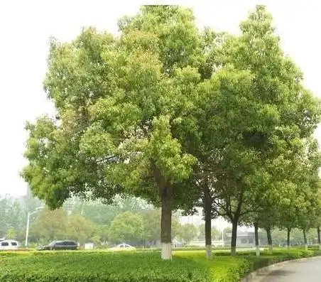 常绿树有:凤尾竹,白皮松,香樟以及黑松,蜀桧,侧柏等.