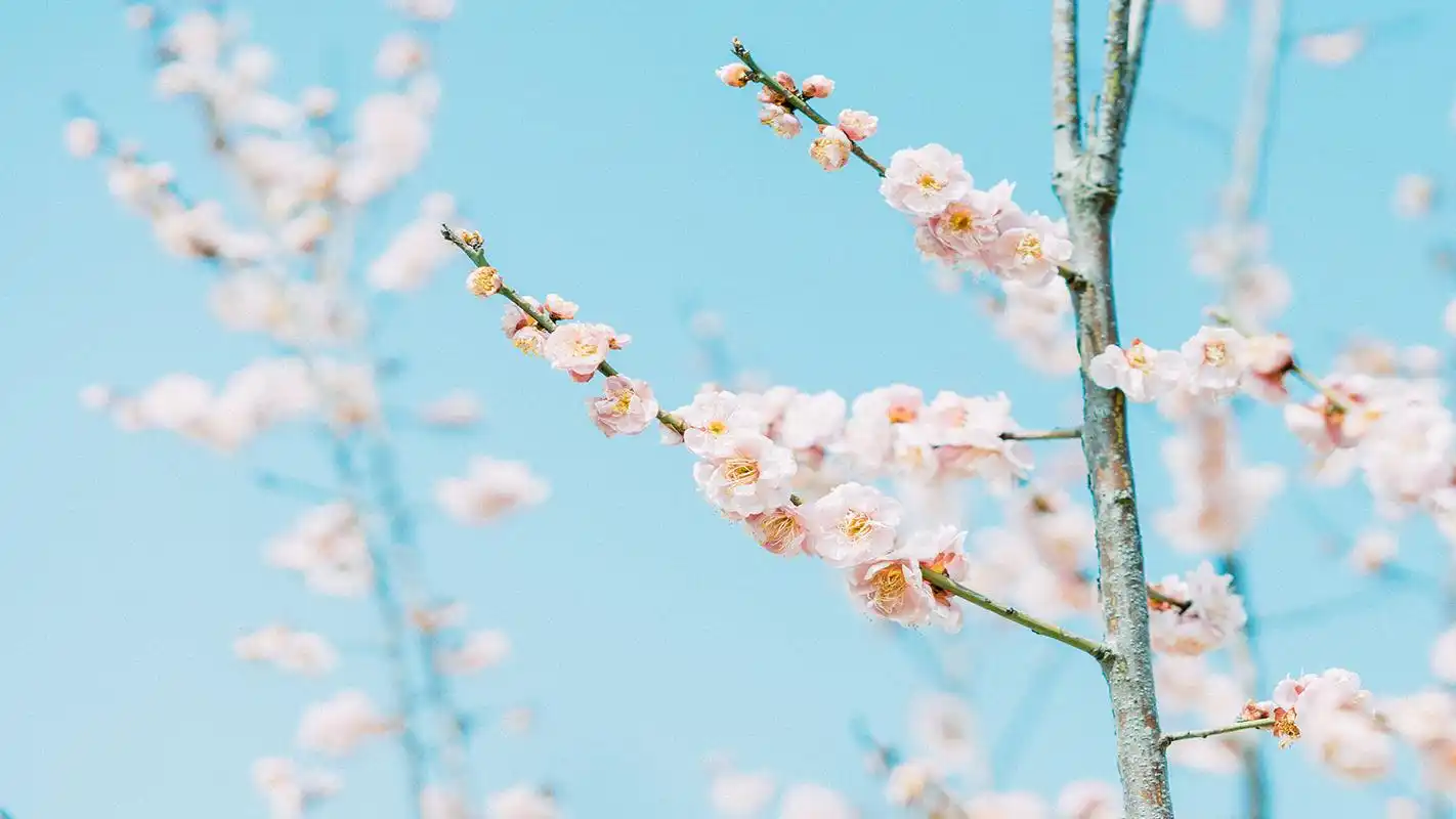 好看的绿色系壁纸,护眼又清新,喜欢就赶紧下载吧!