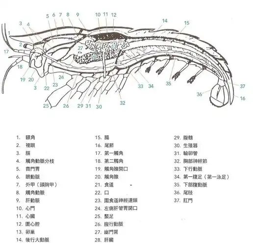 螯虾的身体构造