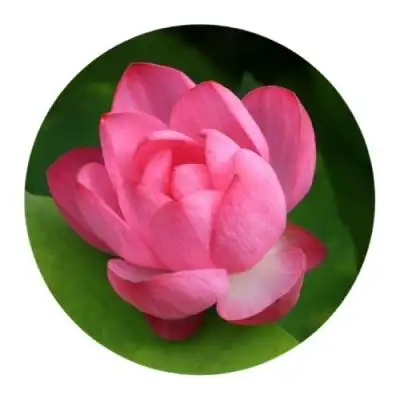 真实自然风景头像花草高清优美花草图片大全