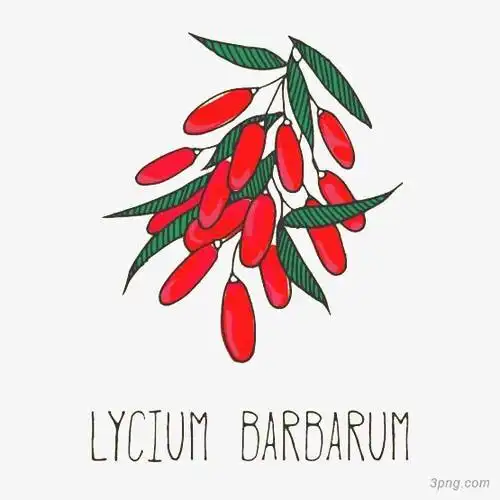 枸杞泡茶水彩枸杞特产枸杞实拍黑枸杞本站所有作品均是用户上传分享