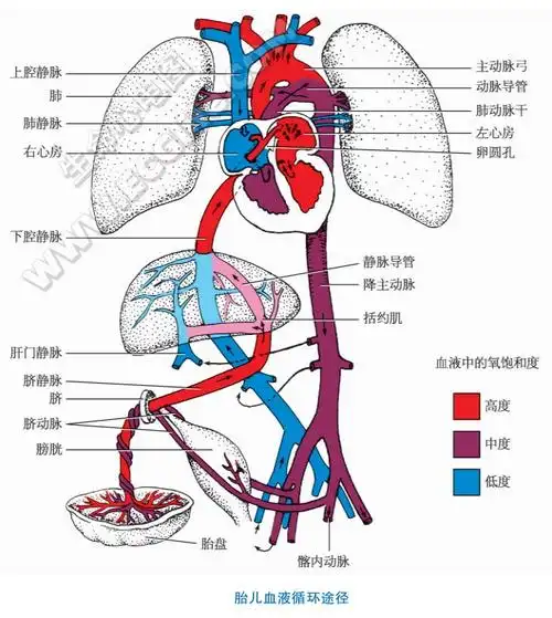 胎儿血液循环特点和出生后的变化 - 心血管 - 天山医学院