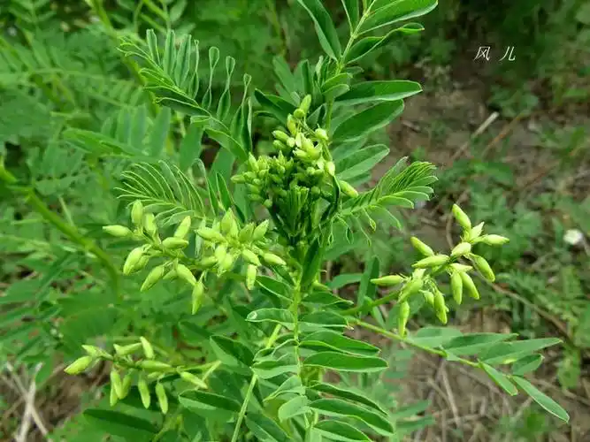 【转载】黄耆 & 黄芪(原创:植物识别【1079】)