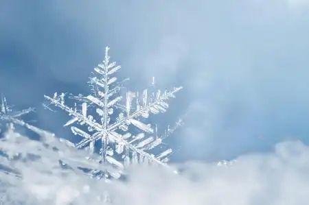 小黄狗和大黄狗的故事