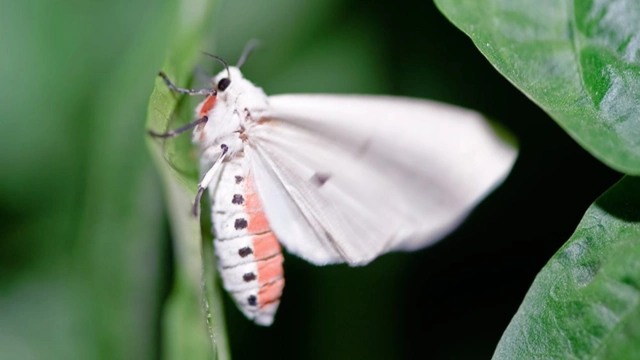飞机撒药治白蛾?谣言大户白蛾是何方"妖孽"?