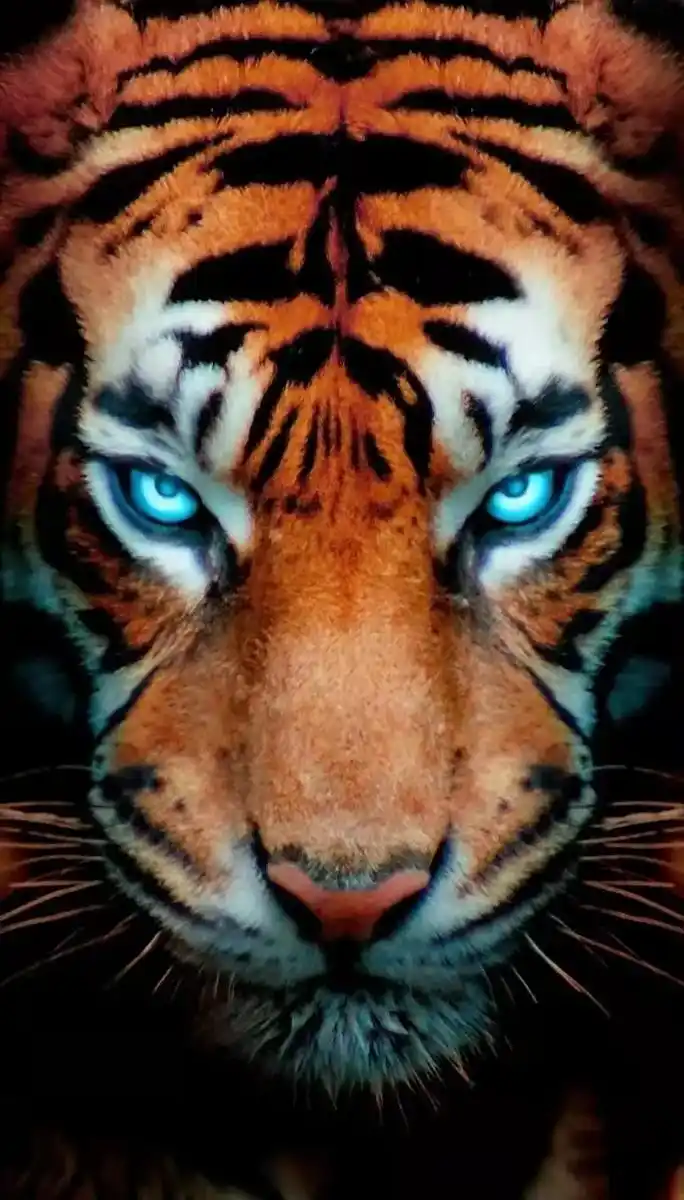 眼神杀霸气壁纸分享.#老虎 #狮子 #手机壁纸  - 抖音