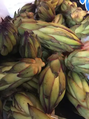 火龙果幼果  能食用?还是有什么作用