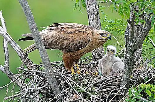 美国兀鹰,鵟,女性,鸟窝,幼鸟,幼小,羽毛,省,保加利亚,欧洲