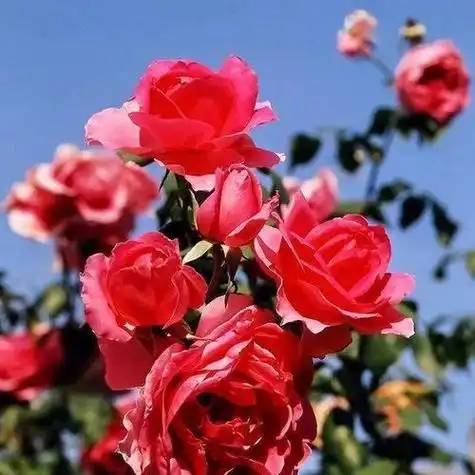 花头像图片大全高清花头像图片大全微信高清图片