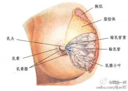 怀孕七八个月的时候,婆婆总会问我:乳头有没有稠状的淡黄色的液体溢出