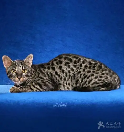 世界上最名贵的19种猫,你也想拥有?(十四)-八卦大本营-大众点评社区