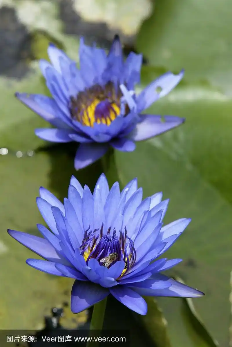 睡莲,蓝色,自然,植物,水平画幅