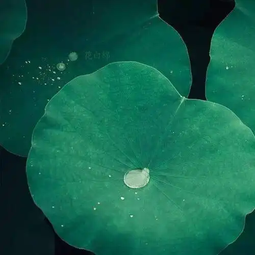 中老年头像大全2019最吉利的好看微信头像图片