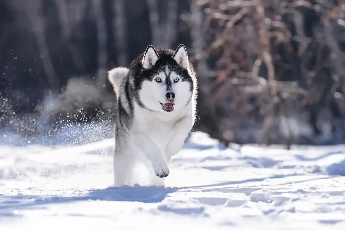 哈士奇,这种极富魅力和神秘感的犬种,以其短刎