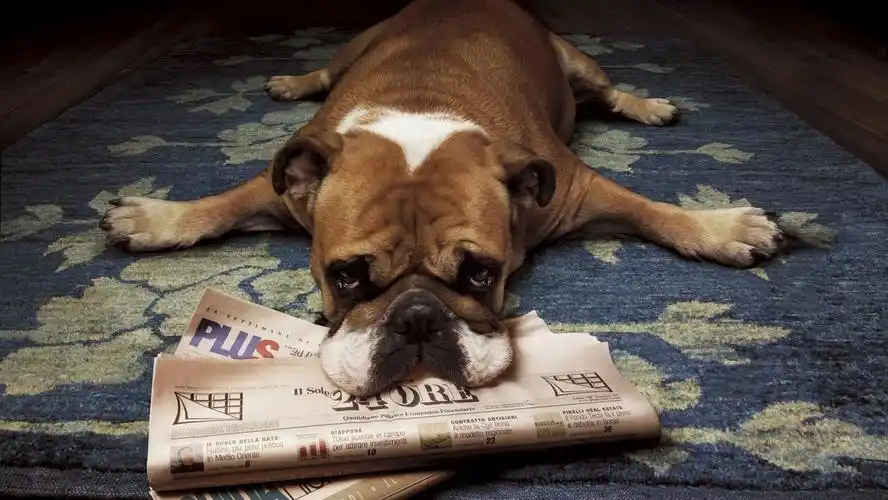 高清晰趴在报纸上的哈皮狗壁纸