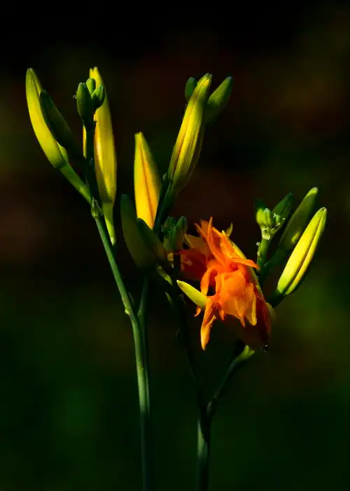 【首发】重瓣萱草花(2)