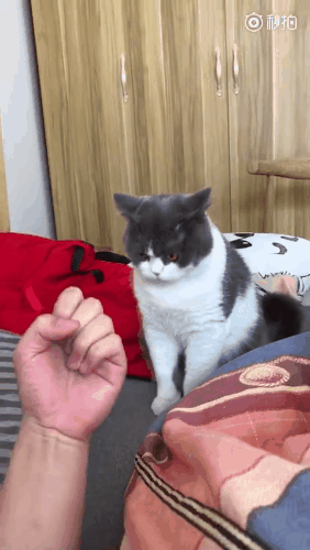 对喵星人竖中指会有什么后果?