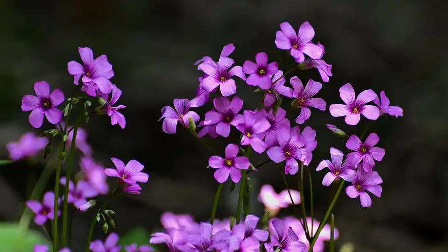 英国国花玫瑰,代表了英国的气质