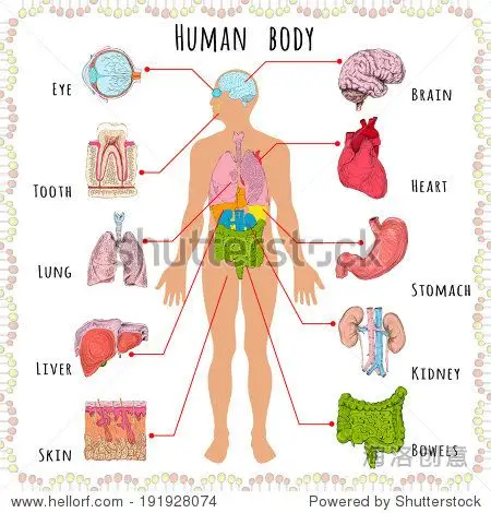 human body medical infographics with person silhouet