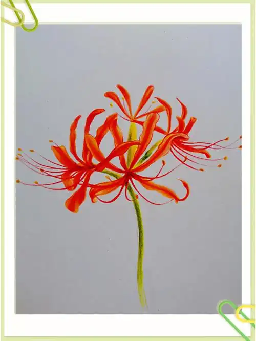 超简单彩铅彼岸花过程步骤图0基础d80打卡