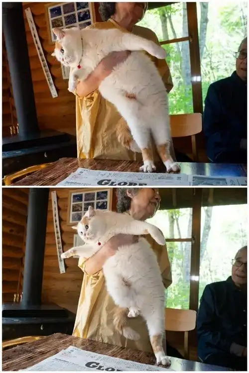 偷感好重的可爱胖猫猫!