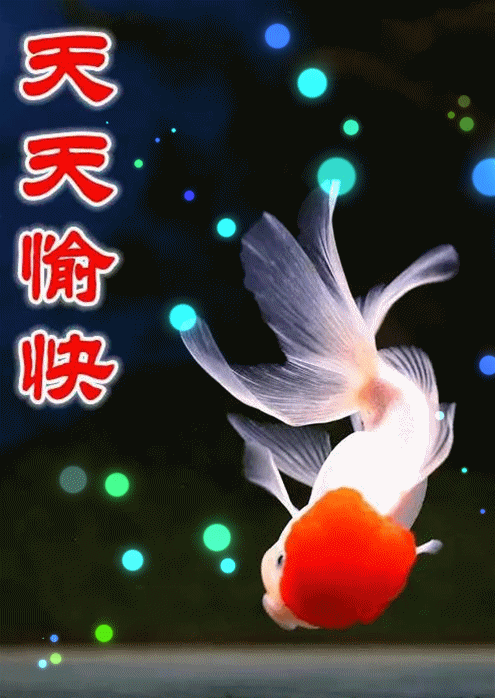 我将这些漂亮吉祥的金鱼装在这条微信里,希望它们能给你带来好运!