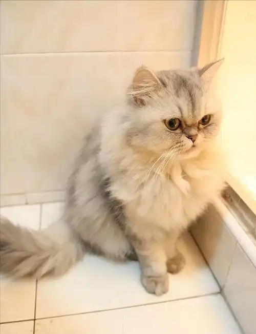 "金吉拉猫"有几种颜色?