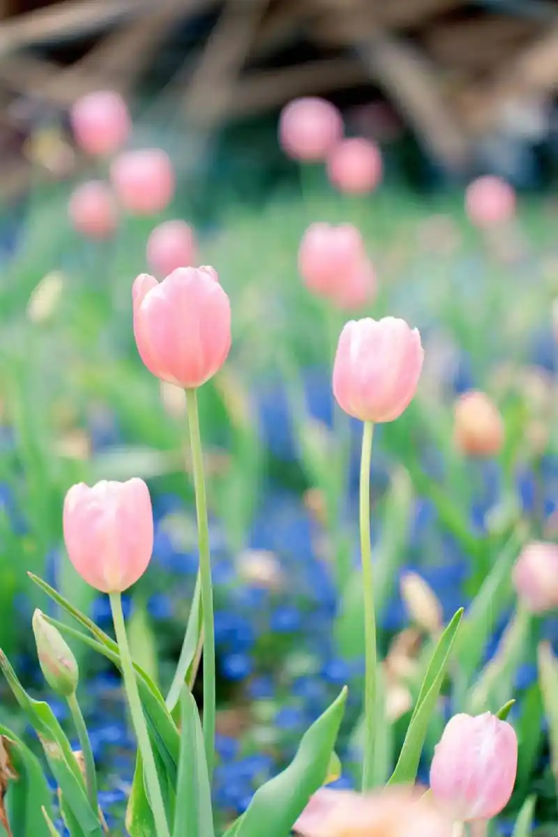 深圳仙湖植物园 | 春天的郁金香太美啦!在花期结束前,终于拍 - 抖音