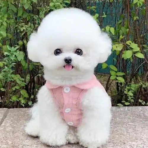 热销宠物狗活体比熊犬_比熊犬幼犬宠物狗活体纯种白色立耳比熊狗狗长