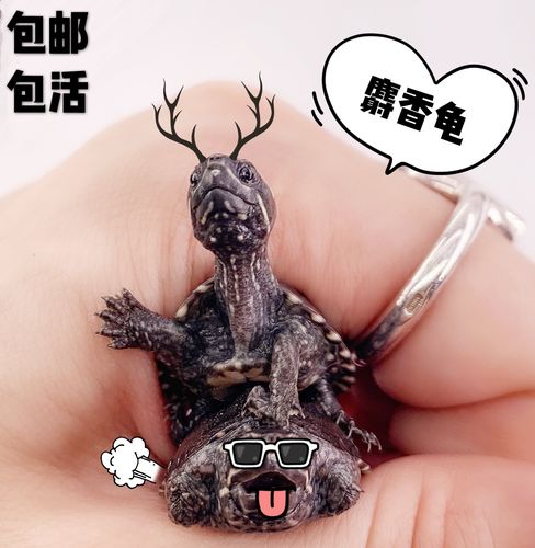 公麝香龟蛋龟剃刀巨头果核红面杂食萌宠迷你
