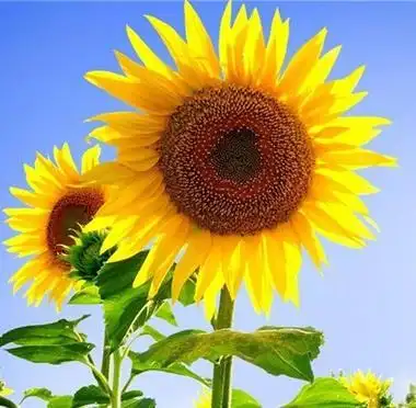 微信最吉利的好看头像风水上最好的微信头像