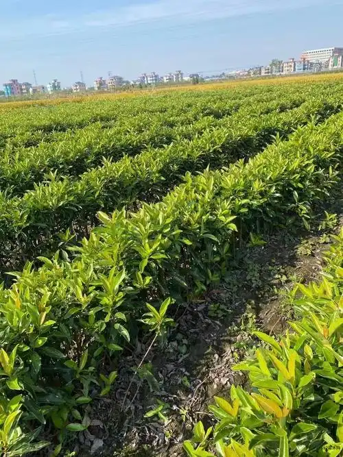 法国冬青珊瑚树法青珊瑚树法青