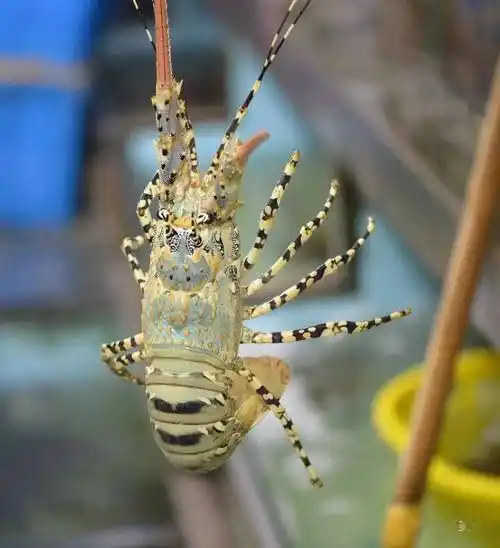 世界著名龙虾大全