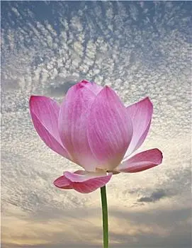 粉色,荷花,蓝天