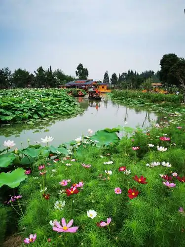 我见过的最美荷塘景色