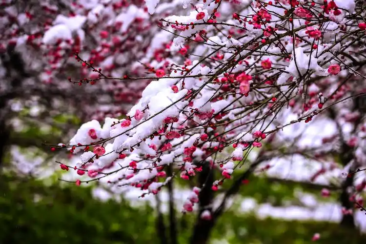 雪中红梅香