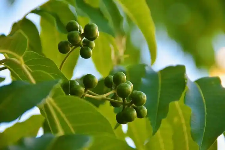 珍贵的野生药材黄柏的植物非试管高效快繁