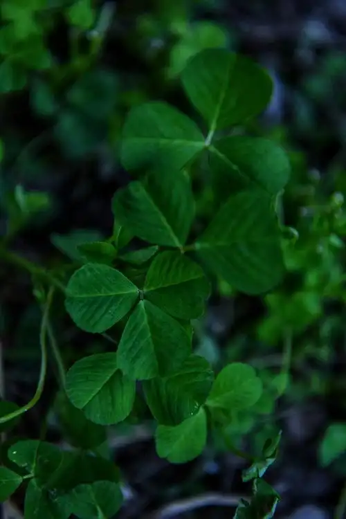 治愈系#复古墨绿色