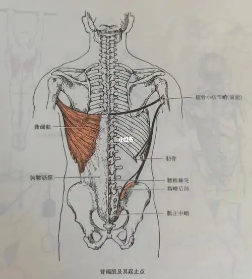 每天学习一个肌肉——背阔肌