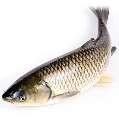 湖北丹江口同信生态养殖水产品 优质大草鱼