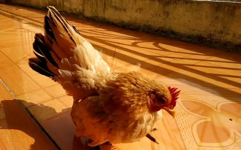 【宠物鸡】掉毛鸡,丑兮兮