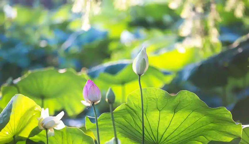 荷塘里的小清新荷花