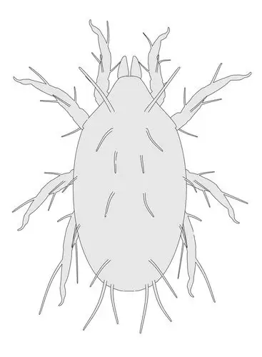 卡通,图像,螨虫,动物