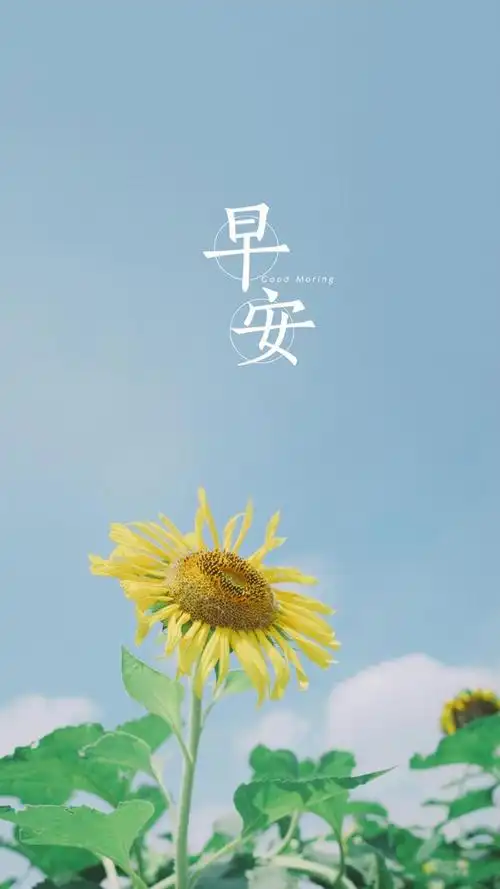 风景清新淡雅标  签早安早上好向日葵文字唯美清新简  介2021年早安